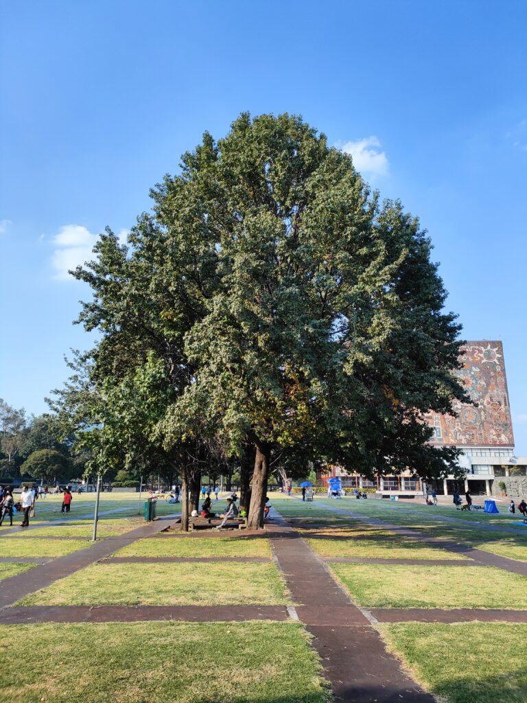 Liquidambar