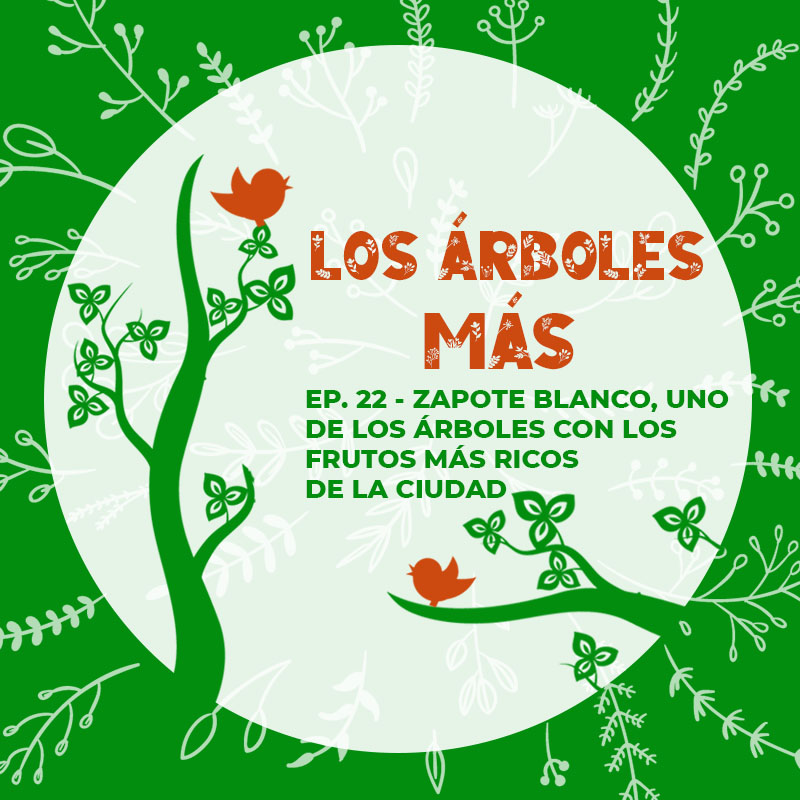 historias_enramadas_01_arboles_mas_EP22