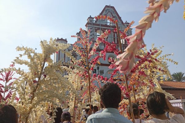 amecapale4-1 amecapale4-1