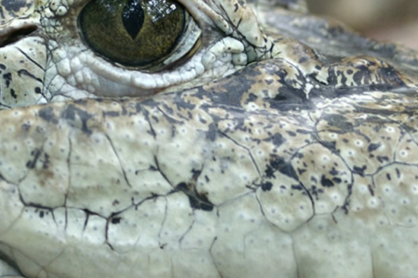 latidos_de latidos_de