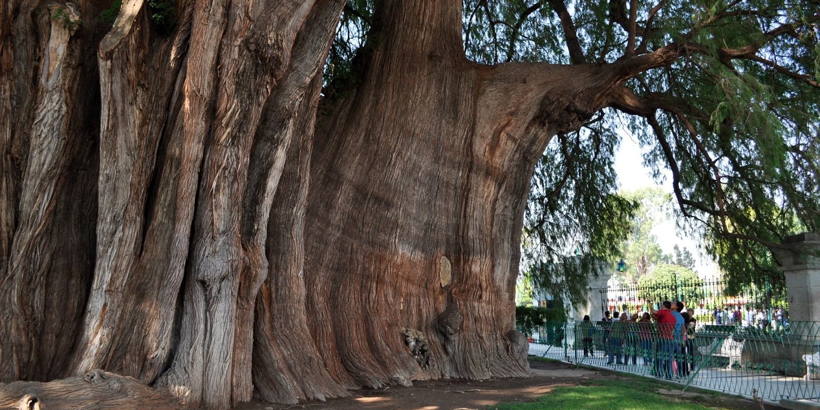 árbol