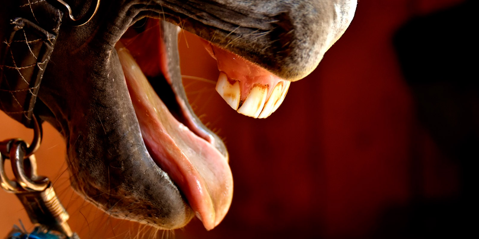 A Caballo Regalado No Se Le Miran Los Dientes