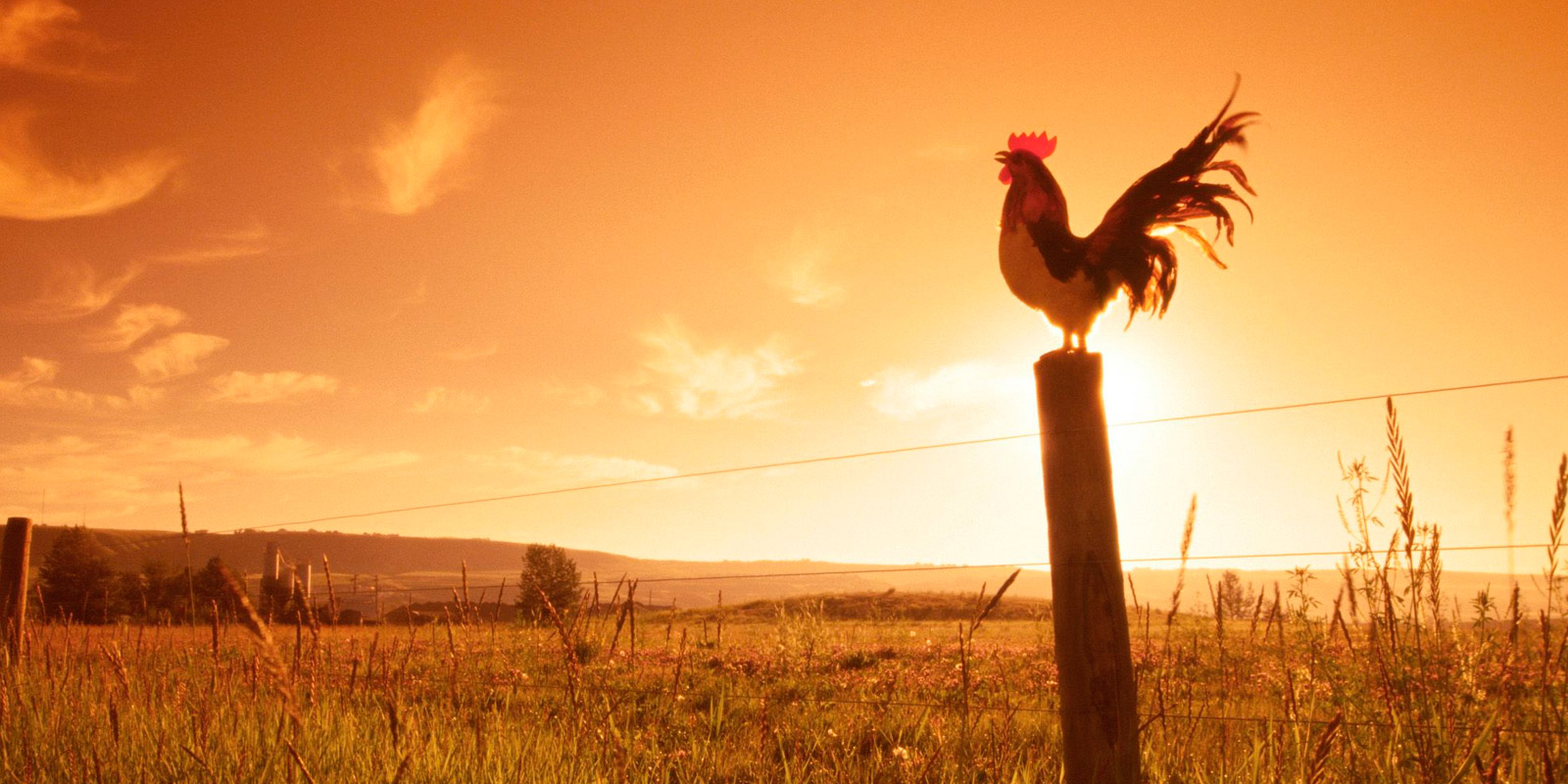 Por qué los gallos cantan al amanecer? – Tropicalísima 13-50
