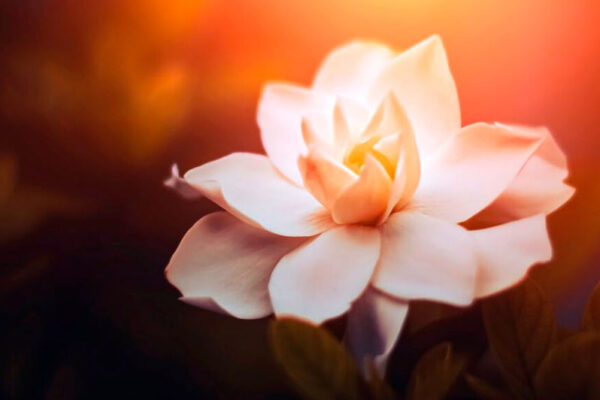 xeb_prog_perfume_gardenias
